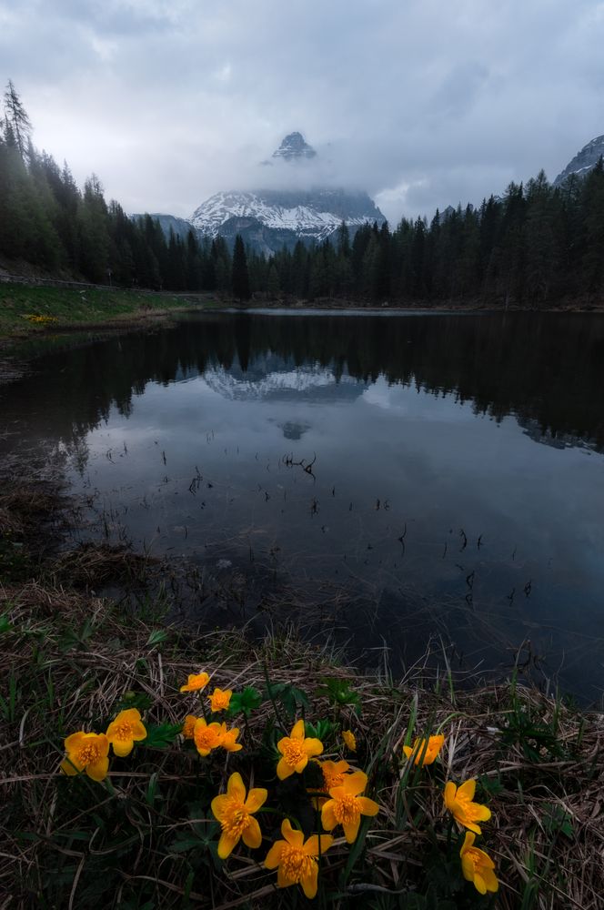 Bright yellow flowers in meadow surrounded by forest and mountains