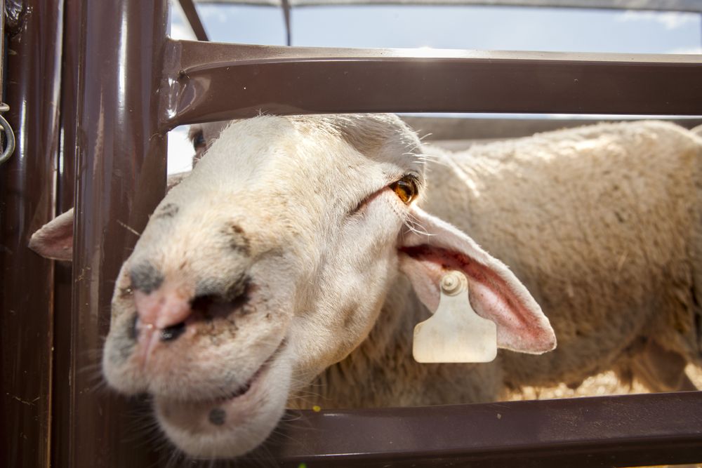 Curious sheep standing in corral on farm