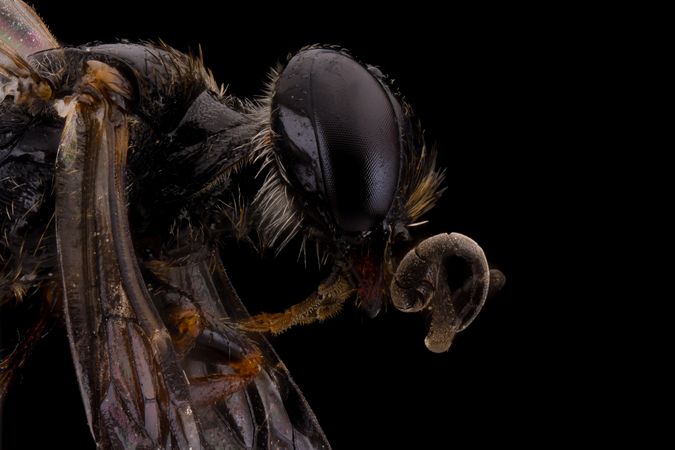 Threatening flying insect with transparent wings