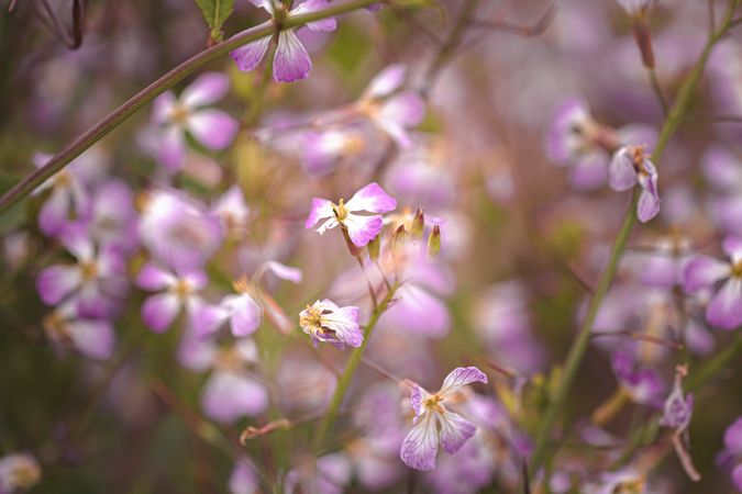 Close up of dainty pink purply flowers growing in wild field