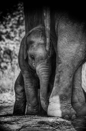 Grayscale photo of baby elephant leaning beside elephant mom