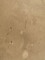 Footprints in wet sand