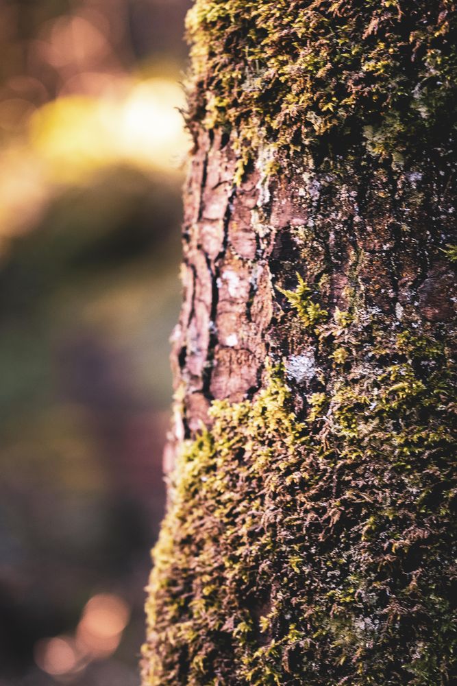 Side view of moss on tree