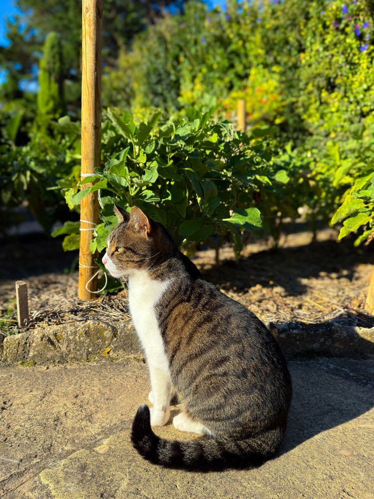 Feline profile