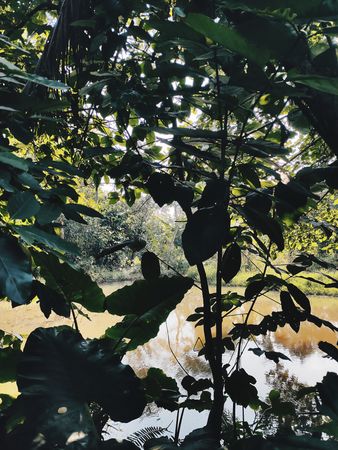 Serene Lakeside Vista Through Lush Tropical Foliage: A Tranquil Nature Escape