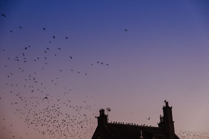 Birds flying around cottage on evening sky