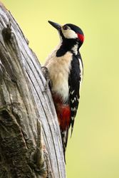Wonderful bird on wood