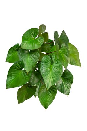 Green Leaf King of Hearts