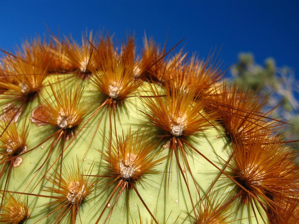 Opuntia chlorotica at South Astrodome