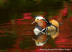 Mandarin duck duck on water bYkPX5