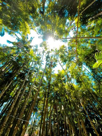 Low angle view of forest in Brazil