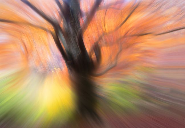 Blurred trees in forest