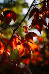 Bright red leaves on tree in sunlight
