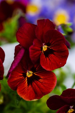Tricolor viola flowers in a garden