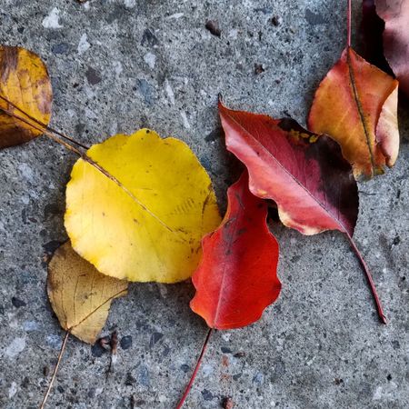 Red, yellow, and brown leaves on concrete, square crop