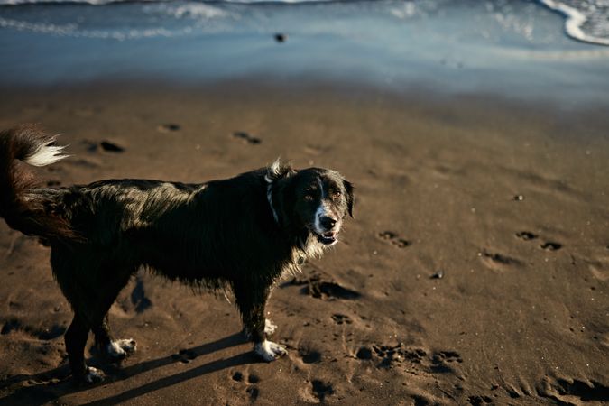 Funny dog on beach