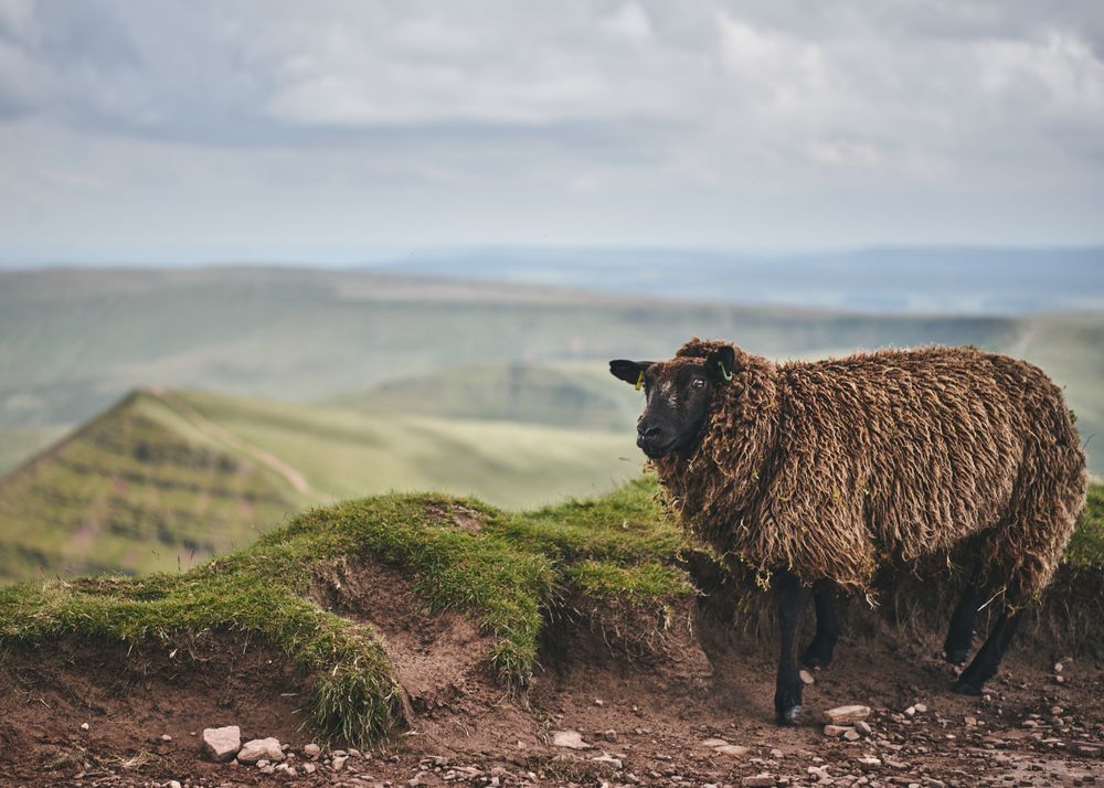 Sheep on top of the Brecon Beacons mountain range on an overcast day