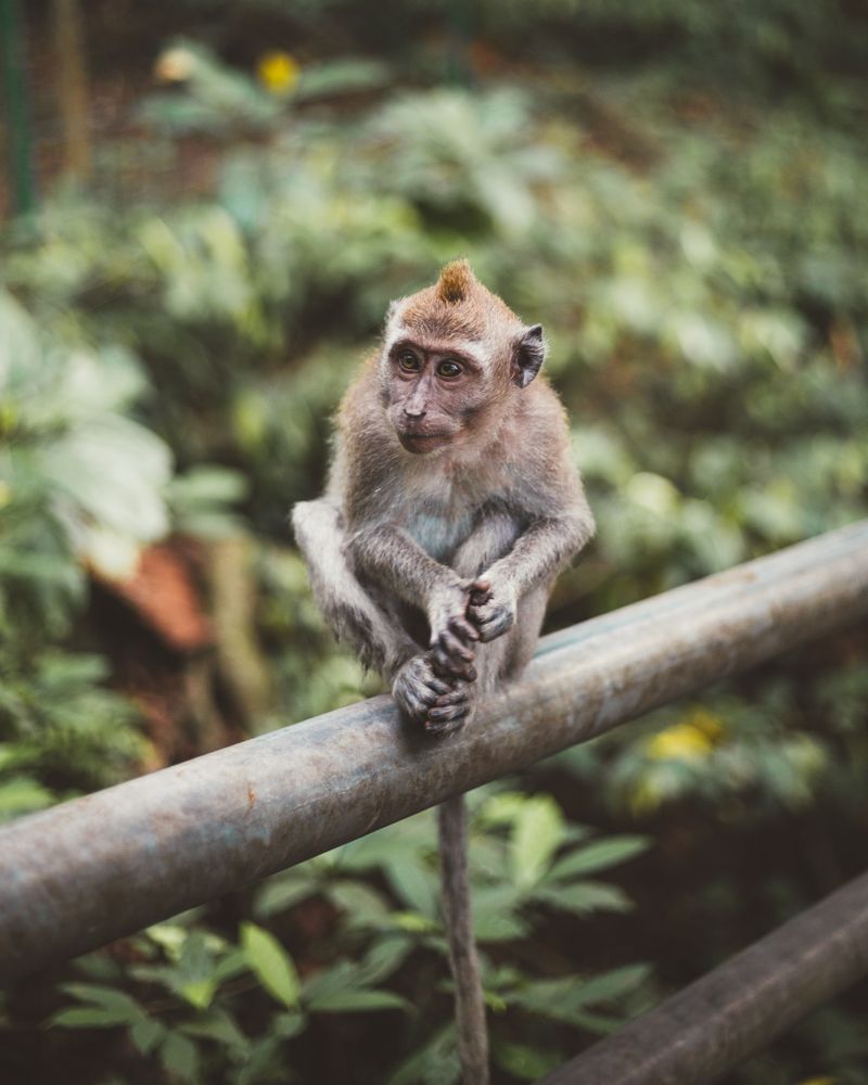 Cute monkey on fence in tropical woods