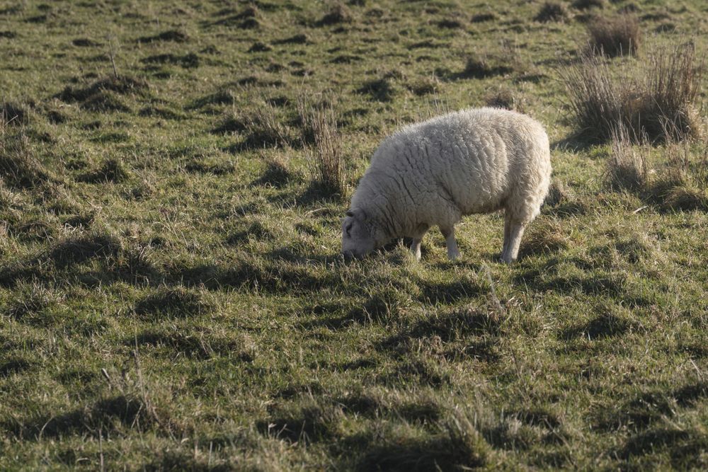 sheep on green spring field