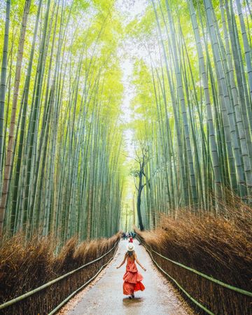 Woman in red dress walking on pathway between bamboo trees