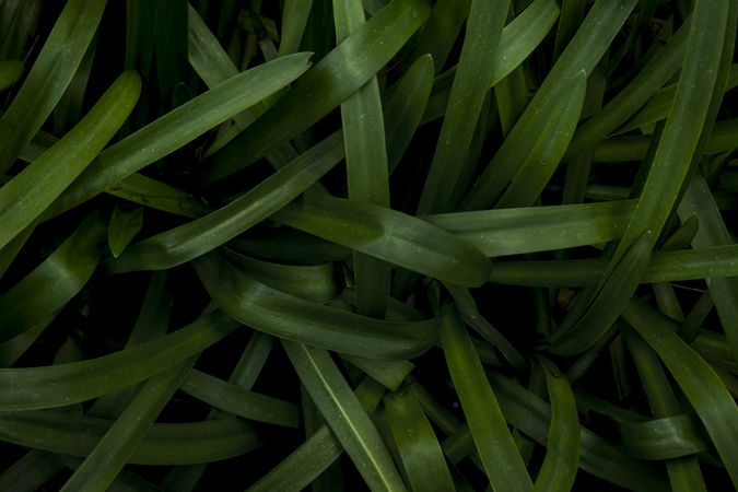 Long plant leaves. Lush green background of nature