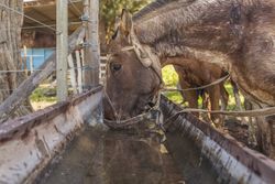 Horses drinking water in long drinker on barnyard