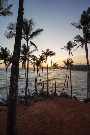 Exotic ocean sandy hill with palms