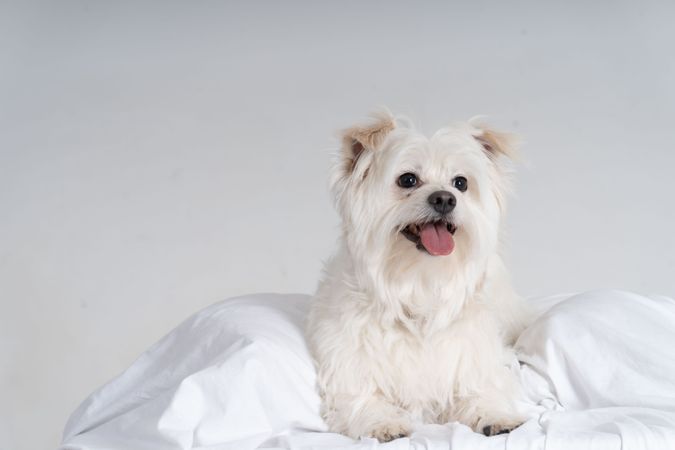 Cute maltese dog playing in sheets