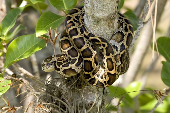 Burmese python wrapped around tree