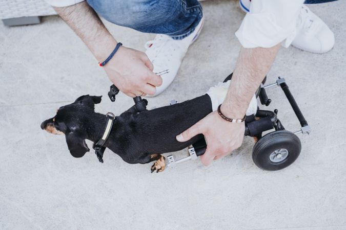 Man fixing wheelchair on dog