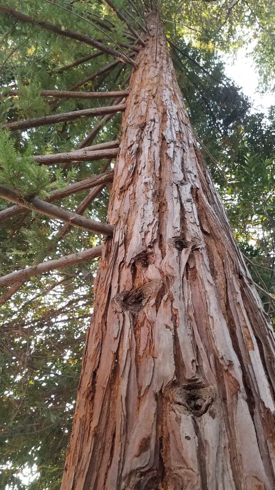 Tall redwood tree