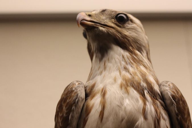 Brown hawk in close up