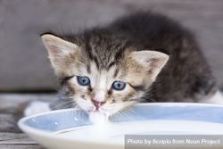 Dark tabby kitten drinking from ceramic bowl 0LZ6e4
