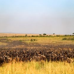 Huge herd of wildebeest migrating across the african savanna in Kenya