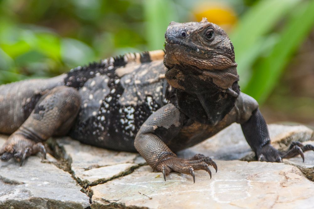 Iguana on brown wood