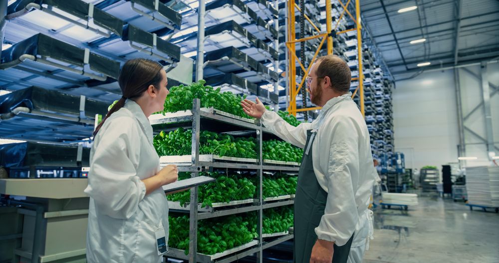 Farmer and Agriculture Engineer Having a Conversation at a Vertical Farm, Discussing Basil Leaves Quality Before Packaging and Shipping to Supermarket. Gardener Providing Technical Advice to Colleague
