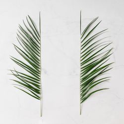 Leaves on paper