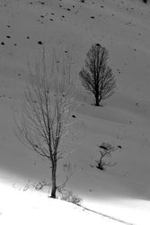 B&W trees in winter