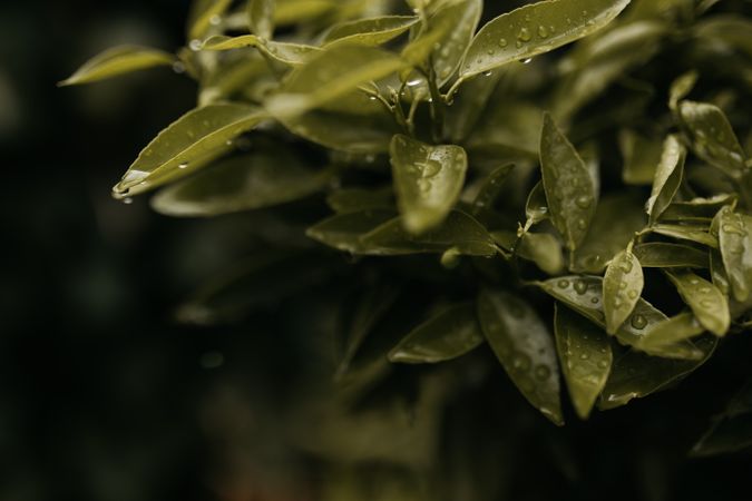 Wet green plant in garden