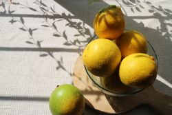 Freshly picked lemons, with copy space