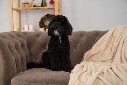 Concept of Merry Christmas, funny Christmas dog