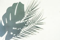 Summer background with palm leaves shadow