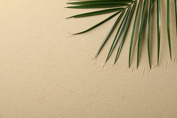 Palm branch on sea sand, space for text