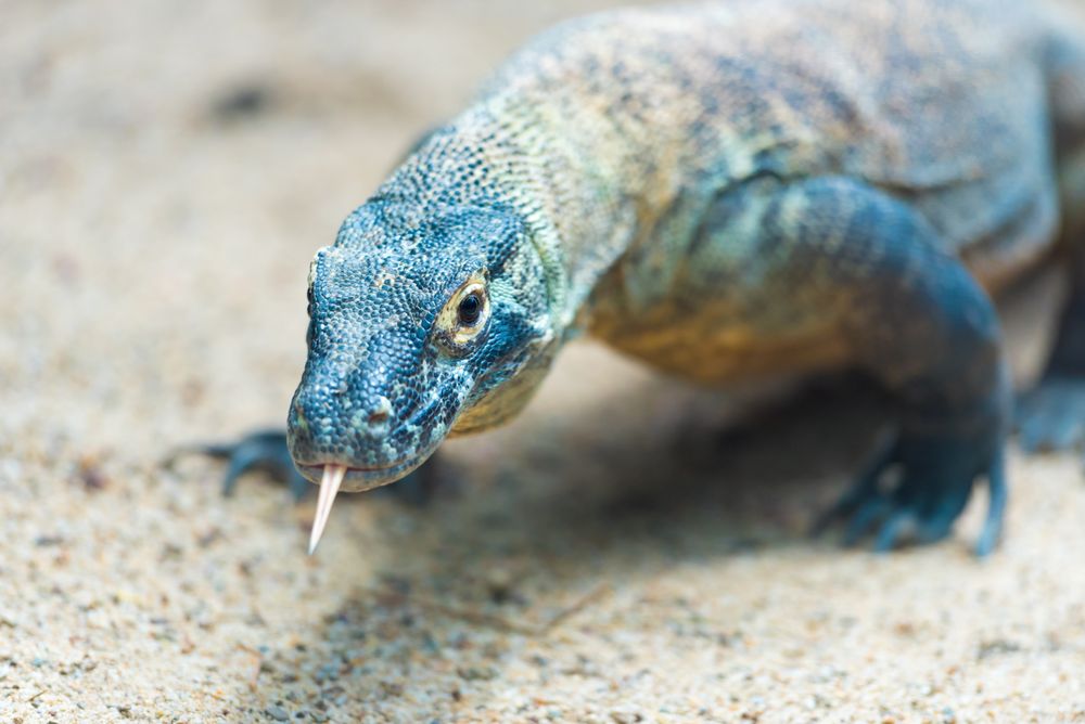 Komodo dragon on brown sand
