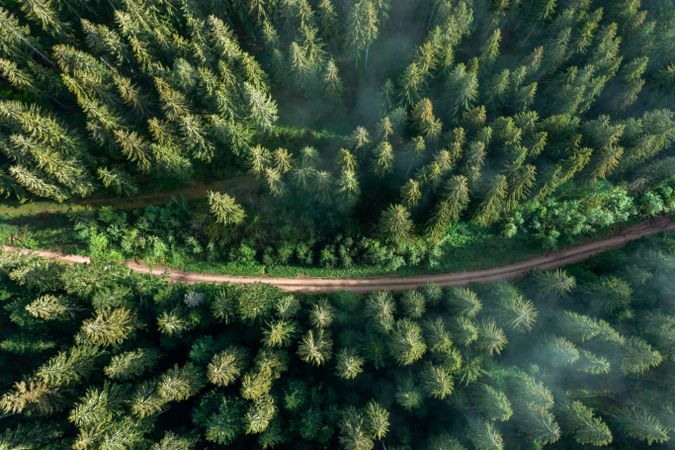 Aerial view of evergreen trees at sunrise in Forest, Germany