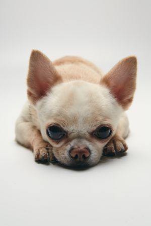 Sad Chihuahua On Light Background