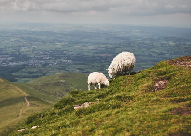 Sheep and lamb stop a grassy mountain in Wales
