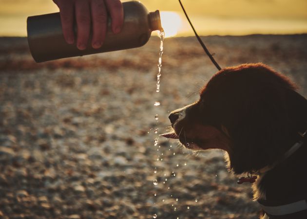 Hand pouring from water bottle for bernese dog to drink