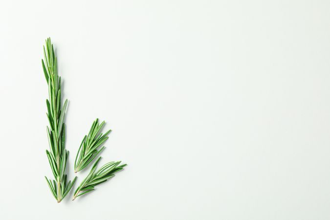 Flat lay composition with rosemary on plain background, space for text