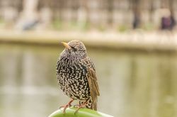 Starling bird on a metal bar